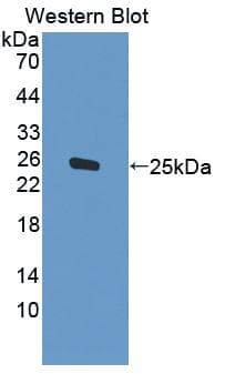 PEX1 Antibody