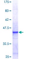 Human Brain Protein 44 / BRP44 (Recombinant GST)