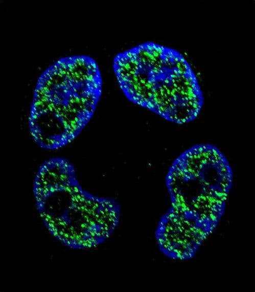 FRAT2 Antibody (aa203-230)