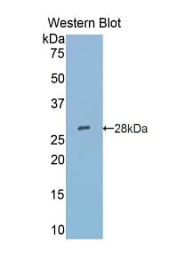 SIGLEC5 / CD170 Antibody (aa147-335)
