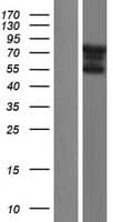 FAM90A8 Protein (Over-Expression Lysate Myc-DDK (Flag))