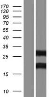 INO80C Protein (Over-Expression Lysate Myc-DDK (Flag))