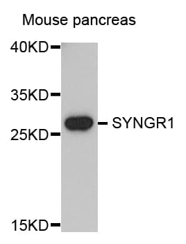 SYNGR1 / Synaptogyrin 1 Antibody