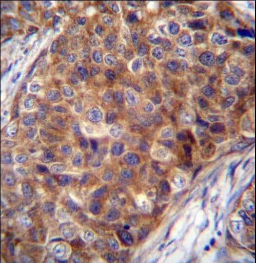 COX7A2L Antibody (aa37-65)