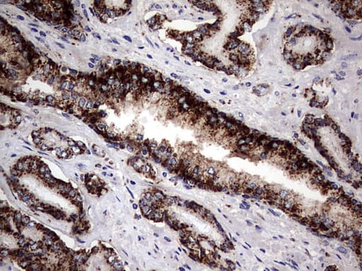 PDE1A Antibody (aa259-545, clone OTI7D5)