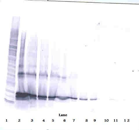 TNFSF14 / LIGHT Antibody (Biotin)