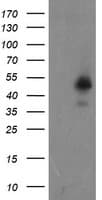 ZNF365 Antibody (aa108-407, clone OTI2D9)