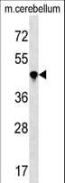PPIL4 Antibody (aa122-151)