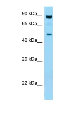 Polyclonal Rabbit anti-Mouse PRKAA1 / AMPK Alpha 1 Antibody (aa95-144, WB)