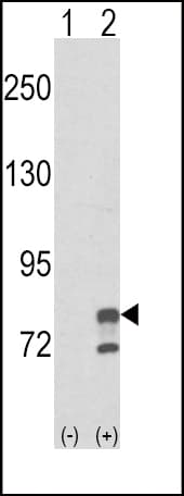 GMPS / GMP Synthase Antibody (aa296-325)