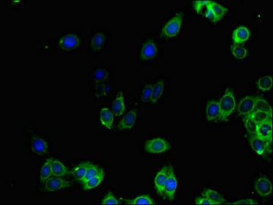 GGA1 Antibody