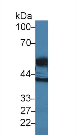 HTRA1 Antibody (aa304-442, PE)