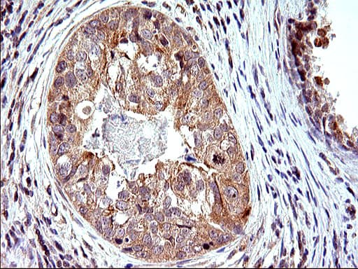 SHBG Antibody (clone OTI1H10)