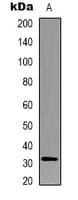 CASP3 / Caspase 3 Antibody