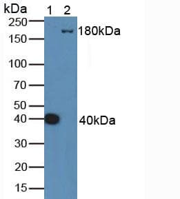 Complement C4 Antibody (aa1450-1723)