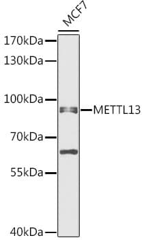 METTL13 / KIAA0859 Antibody