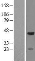 OBFC1 Protein (Over-Expression Lysate Myc-DDK (Flag))