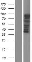 MICALCL Protein (Over-Expression Lysate Myc-DDK (Flag))