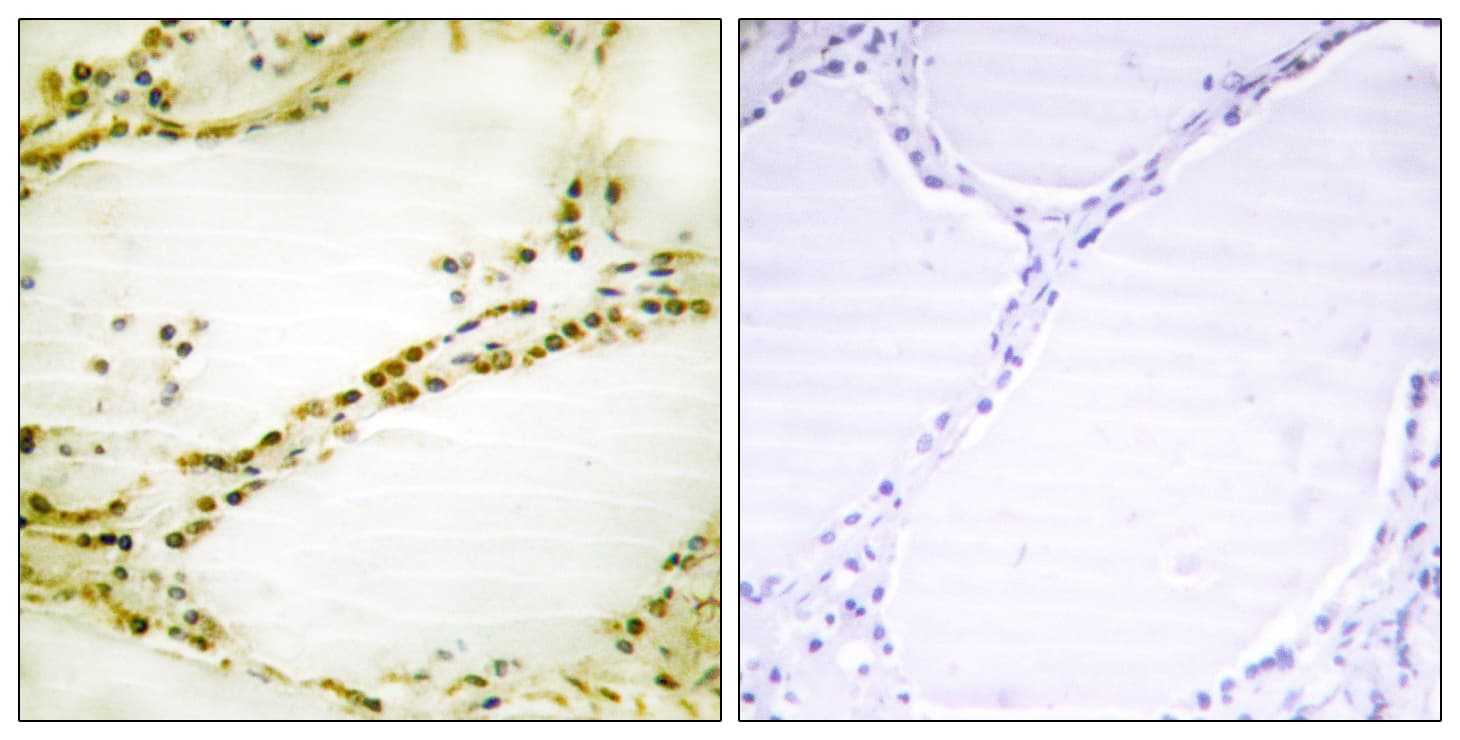 RGS16 Antibody (aa141-190)