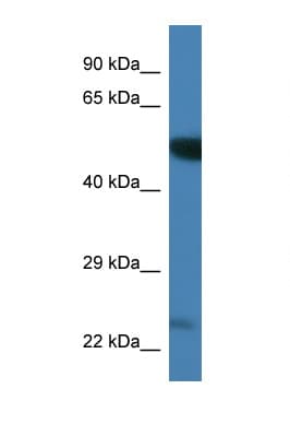 Polyclonal Rabbit anti-Mouse PLK3 Antibody (aa385-434, WB)