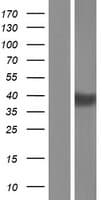 BTNL8 Protein (Over-Expression Lysate Myc-DDK (Flag))