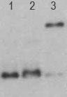 Polyclonal Rabbit anti-Human YAP / YAP1 Antibody (WB)