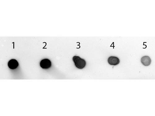 Polyclonal Goat Anti-Rabbit IgG Secondary Antibody (AP, IHC, WB)