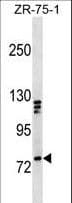 KIF3A Antibody (aa616-645)