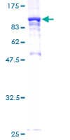 Human STXBP2 Protein (Recombinant GST)