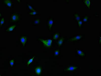 DRD5 / Dopamine Receptor D5 Antibody (aa361-477)