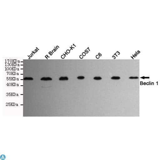 BECN1 / Beclin-1 Antibody