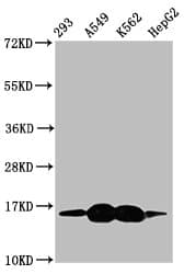 HIST1H3A Antibody