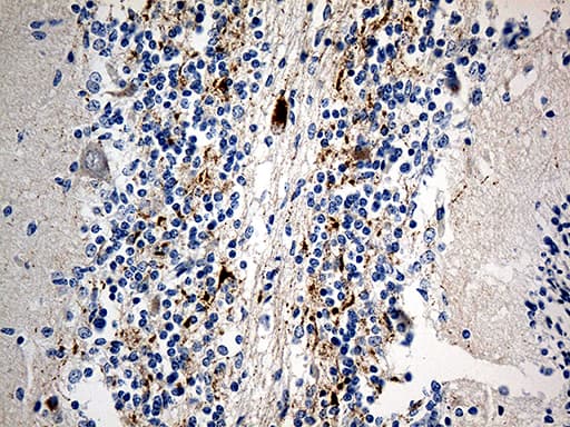 SCG2 / Secretogranin II Antibody (aa31, clone OTI3F12)