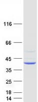 Human TMEM120A Protein (Recombinant Myc-DDK (Flag))
