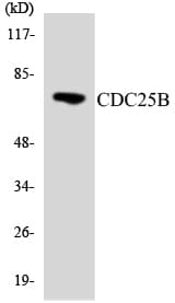 CDC25B Antibody (aa268-317)