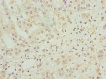 NINL Antibody