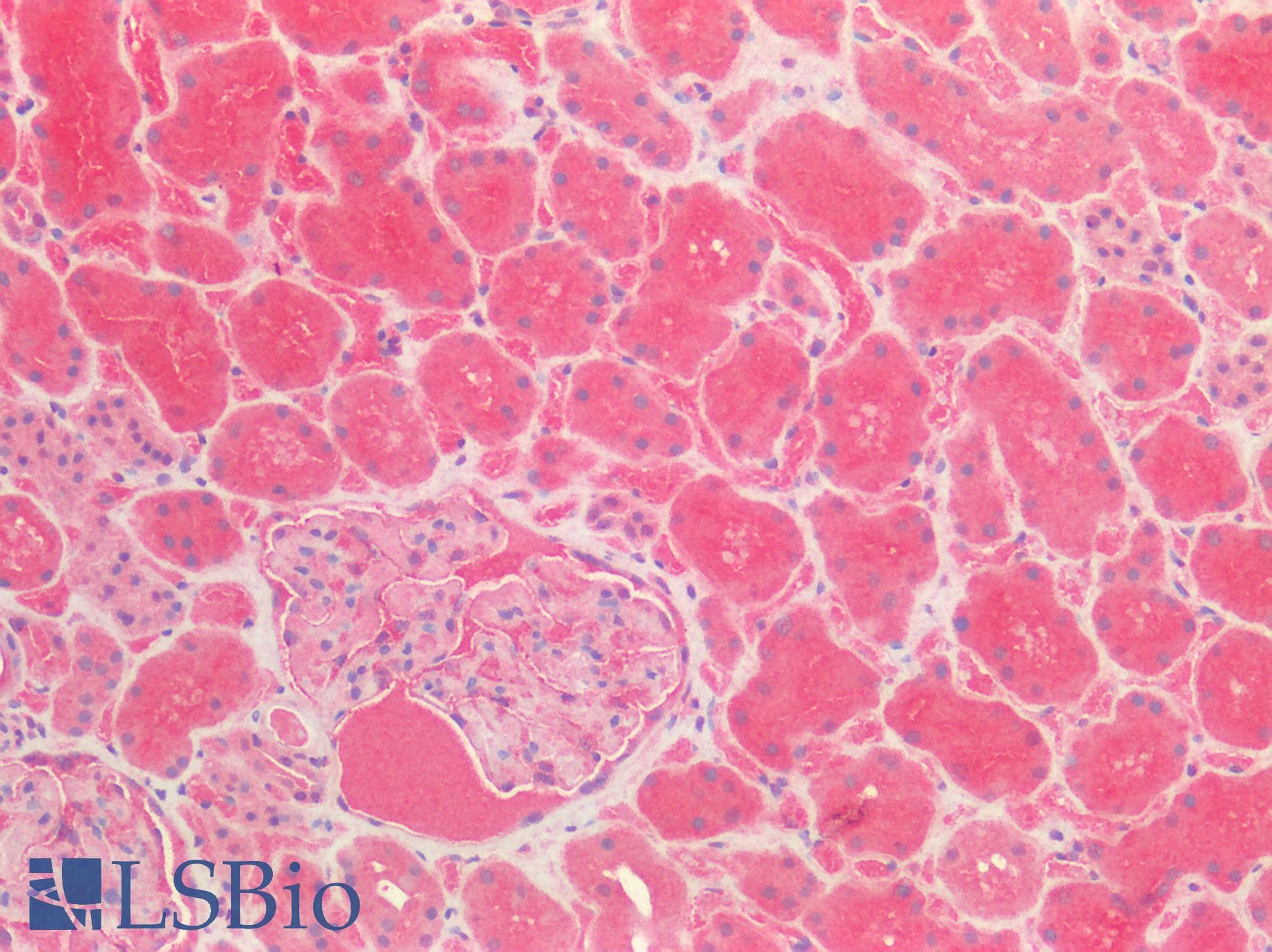 PathPlus™ DPP4 / CD26 Antibody (N-Terminus)