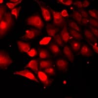 TRAF4 Antibody