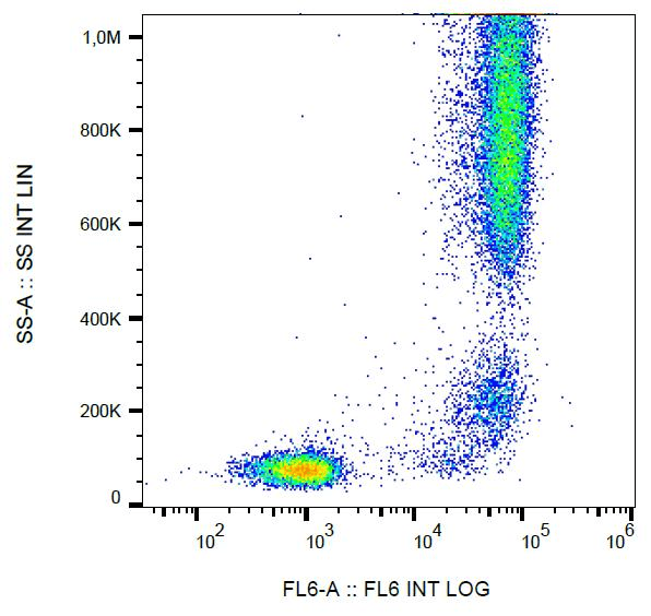 Monoclonal Mouse anti-Human ANPEP / CD13 Antibody (clone WM15, Biotin, IHC)