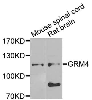 GRM4 / MGLUR4 Antibody