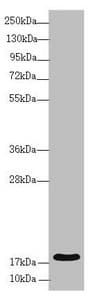 RMA1 / RNF5 Antibody