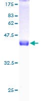 Human POLR2H / RPB8 Protein (Recombinant GST)