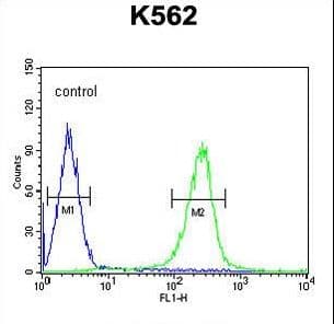 Polyclonal Rabbit anti-Human WDR49 Antibody (aa550-579, IHC, WB)