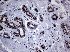 NBN / Nibrin Antibody (clone OTI9H2)