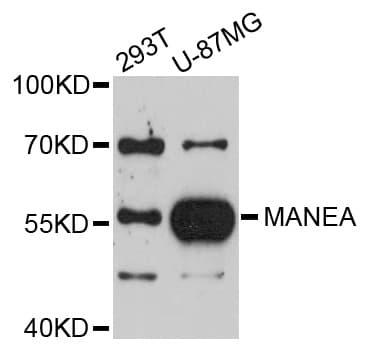 MANEA / ENDO Antibody