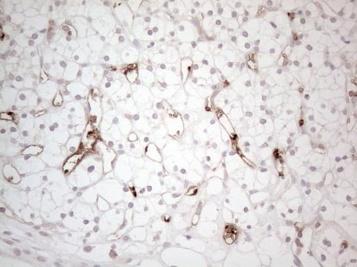 NOBOX Antibody (aa1-271, clone OTI4C5)