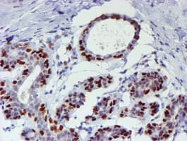 WWTR1 / TAZ Antibody (clone OTI1H9)