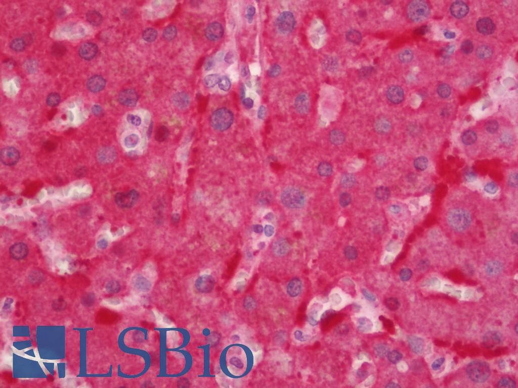 IHC-plus™ AOX1 / Aldehyde Oxidase Antibody