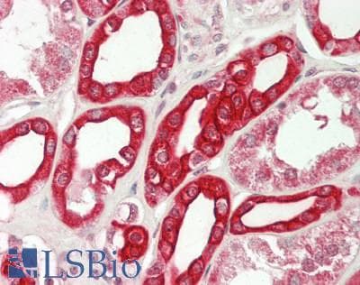 IHC-plus™ RBM27 Antibody (aa700-750)