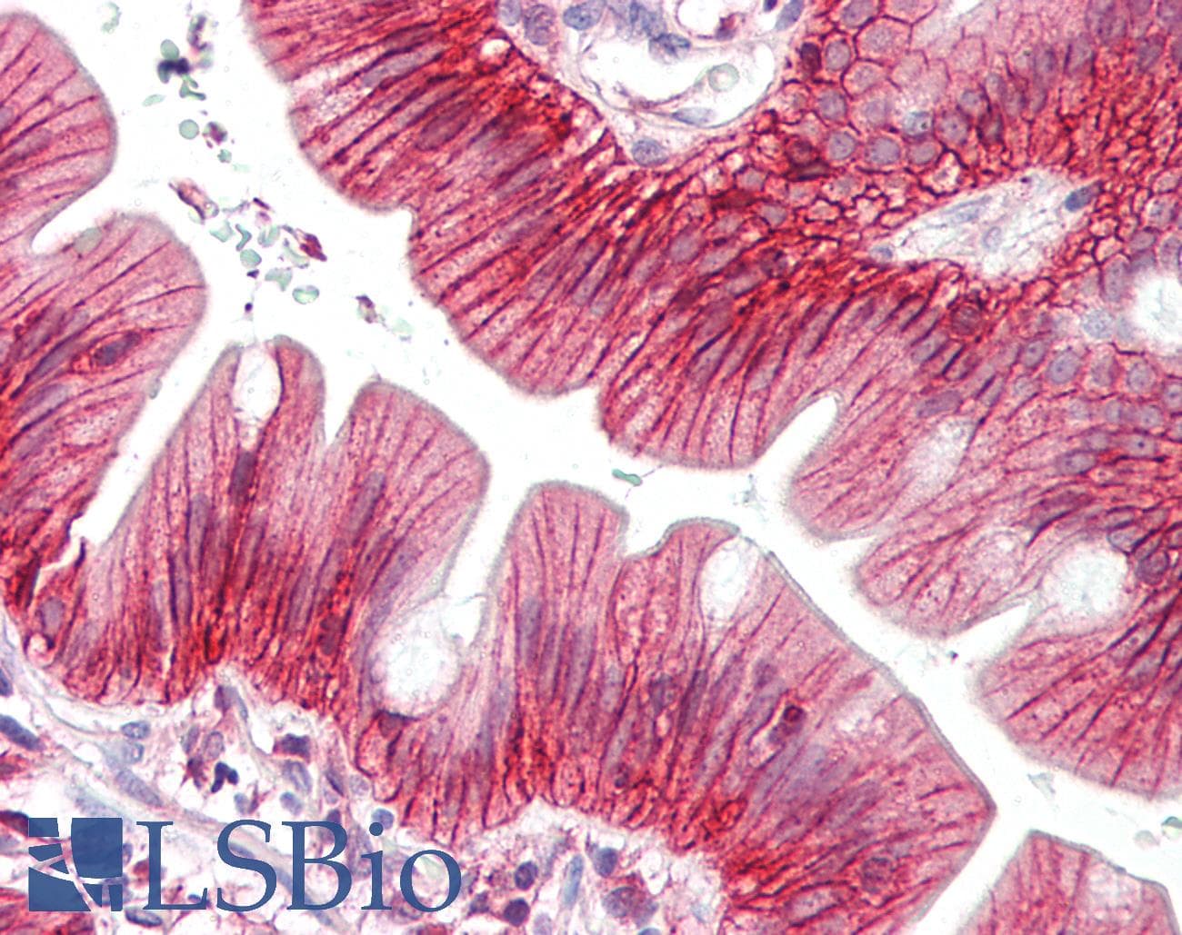 IHC-plus™ CLDN7 / Claudin 7 Antibody (aa162-211)